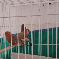 فنچ فول اورنج و هاف