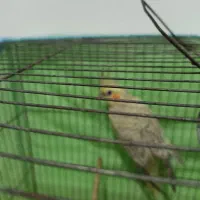 عروس هلندی ماده