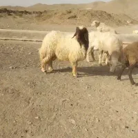 بره قوچی کرمانشاهی