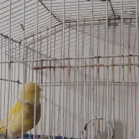 یک عدد قناری ماده اماده تخم گذاری