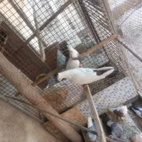 کبوتر بهبونی|پرنده|شیراز, تاچارا|دیوار