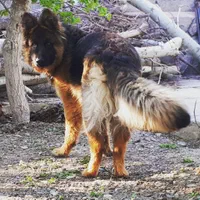 توله ژرمن اصیل|سگ|مشهد, امیریه|دیوار