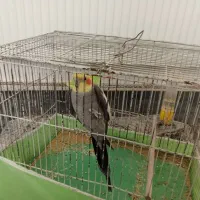 عروس هلندی خاکستری