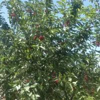 *فروش باغ با لوکیشن عالی *   املاک باران