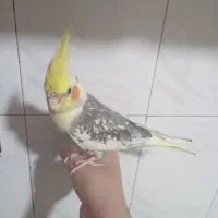 عروس هلندی نر دستی سخنگو