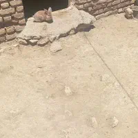 باسلام خدمت دوستان عزیز خرگوش نره لوپ