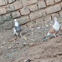 5 عدد کفتر برا نوبازی