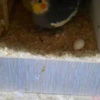 یک جفت عروس هلندی|پرنده|ماهدشت, |دیوار