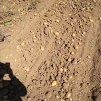 سیب زمینی فریدن