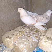 کفتر دم سیاه|پرنده|میمه, |دیوار