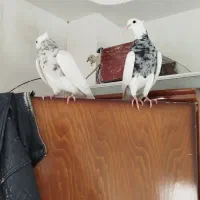 نرو ماده طوقی بسیار عالی|پرنده|ابهر, |دیوار