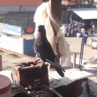 تعدادی کبوتر مسافتی جان آردن وتهرانی وغیره|پرنده|رامسر, |دیوار