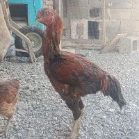 فروشی|حیوانات مزرعه|فنوج, |دیوار