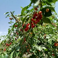 فشند باغچه نیمه کاره|فروش خانه و ویلا|هشتگرد, فشند|دیوار