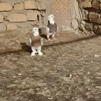 یک جفت طوقی