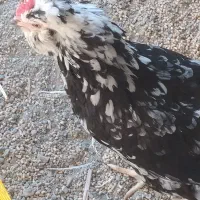 مرغ گلین با نیمچه گلین فروشی خروس هست مرغ گیر|حیوانات مزرعه|کهنوج, |دیوار