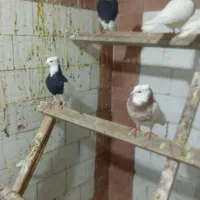 کفتر|پرنده|کبودرآهنگ, |دیوار