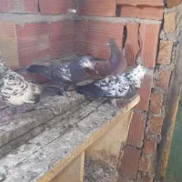 چهار عدد طوقی|پرنده|ویلکیج, |دیوار