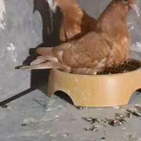 جوجه سینه سرخ و زرد