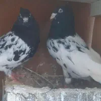 یه جفت کله سیاه حدود۶ عدد سینه