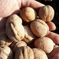 فروش نهال|خدمات باغبانی و درختکاری|میاندوآب, |دیوار