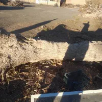 چند تن چوب خشک خشک سنجد توت زبان گنجشک گردو|عمده‌فروشی|ری, امین آباد|دیوار