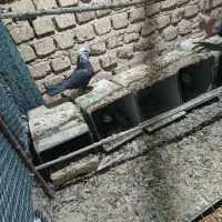 کفترپرشی ساعت بالابه ضمانت