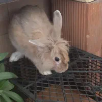 خرگوش باهوش