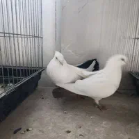 ی جفت کفتر دمی