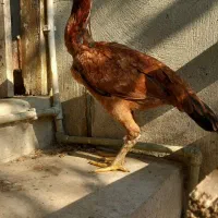 مرغ لاری ۱ عدد خروس مشکی|حیوانات مزرعه|رشت, لاکان|دیوار