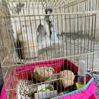 بلدرچین|موش و خرگوش|مریوان, |دیوار