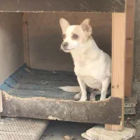 واگذاری سگ پاکوتاه|سگ|رودسر, |دیوار