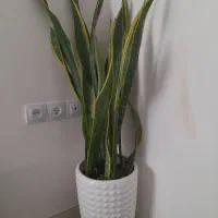 گل سانسوریا.دیفن.متنوع