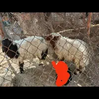 دوتا بره بزرگ کاملا سالم است|حیوانات مزرعه|کرخه, |دیوار