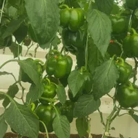 کار در گلخانه به همراه محل اسکان|استخدام صنعتی، فنی، مهندسی|اصفهان, بهارستان|دیوار