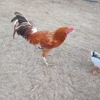 خروس لاری|حیوانات مزرعه|قزوین, |دیوار