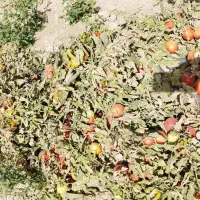 گوجه بازاری پی اس ۱۳۵۰۰ هفت هکتار|خدمات باغبانی و درختکاری|قوچان, |دیوار