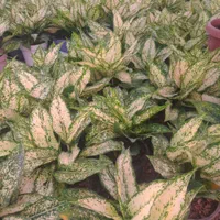 گیاه اگلونما