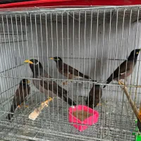 مینا عروس هلندی گرینجیک و مرغ عشق طوطی|پرنده|میناب, |دیوار