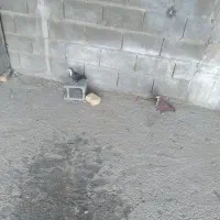 کفترشهری کراواتی نمونه|پرنده|شیراز, گل سرخ|دیوار