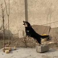 سگ نگهبان|سگ|ورامین, ورامین|دیوار