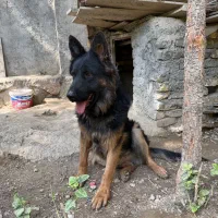 سگ گمشده|حیوانات|مشهد, ثامن|دیوار