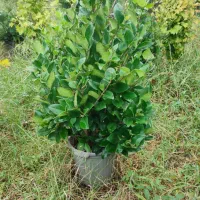 فروش یاس|گل و گیاه طبیعی|چابکسر, |دیوار