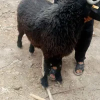 دو عدد بره چاق برا عید قربان
