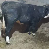 گوساله نر|حیوانات مزرعه|زنجانرود, |دیوار