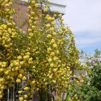 به کار گیری بنا و کارگر