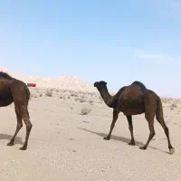 اروانه.شتر.هاشی.