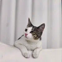 واگذاری گربه