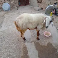 فروش کاوه قوچ دورگ چینی بختیاری به شرط تخمی|حیوانات مزرعه|چاروسا, |دیوار