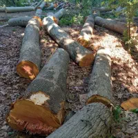 خرید چوب و قطع هر نوع درخت  (چوبوری)|خدمات باغبانی و درختکاری|هشتگرد, قاسم آباد بزرگ|دیوار